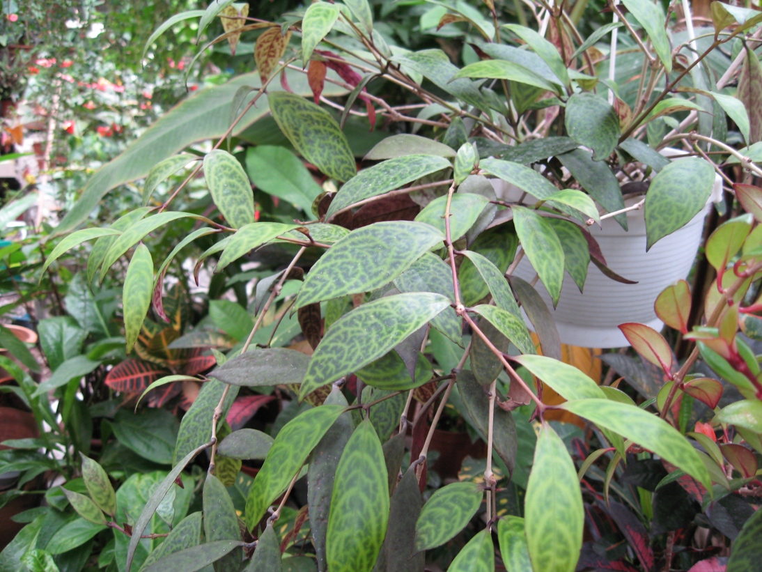 Эсхинантус мраморный (Aechynanthus marmoratus)